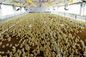 An toàn Có Khả năng sử dụng lại và Tiện ích Chế tạo Thép Chicken Shed Systems nhà cung cấp